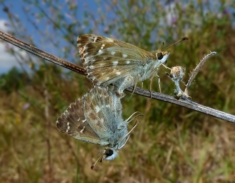 Carcharodus da identificare